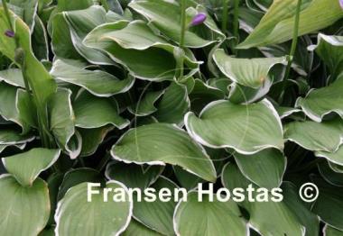 Hosta Decorata