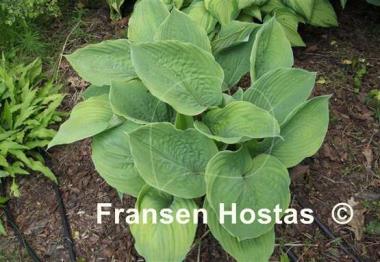 Hosta Dee's Golden Jewel