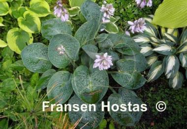 Hosta Deep Blue Sea
