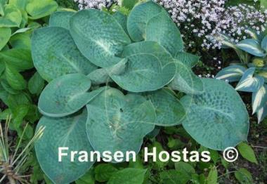 Hosta Deep Blue Sea