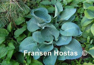 Hosta Deep Blue Sea