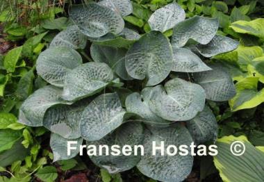 Hosta Deep Blue Sea