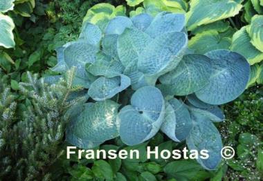 Hosta Deep Blue Sea