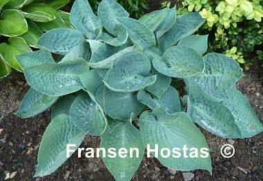Hosta Deep Blue Sea