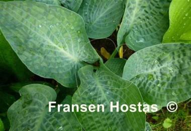 Hosta Deep Blue Sea