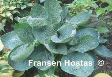 Hosta Deep Blue Sea