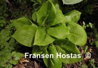 Hosta Deep Pockets