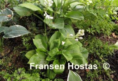 Hosta Deep Pockets