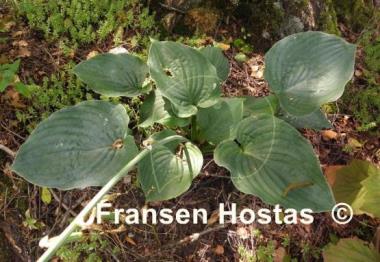 Hosta Deep Waters