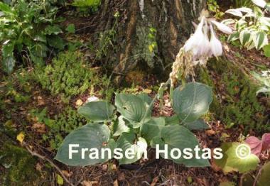 Hosta Deep Waters
