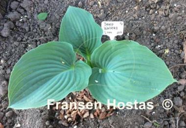 Hosta Deep Waters