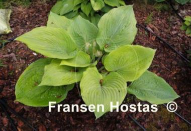 Hosta Dee's Golden Jewel