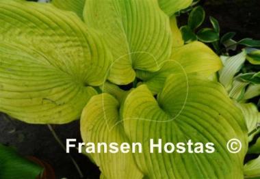 Hosta Dee's Golden Jewel