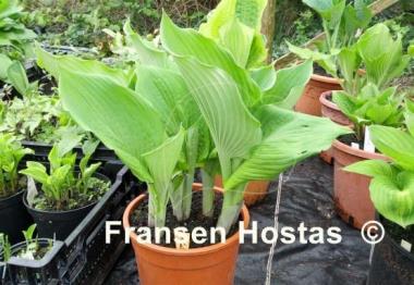 Hosta Dee's Golden Jewel