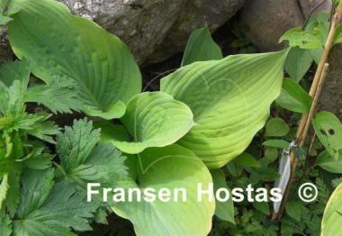 Hosta Dee's Golden Jewel