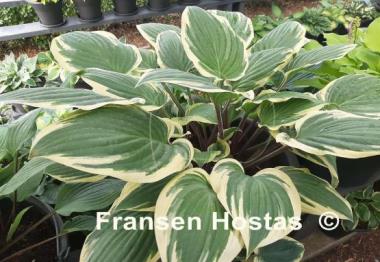 Hosta Delicious