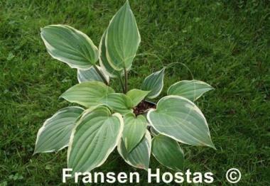 Hosta Delicious