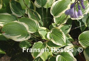 Hosta Delicious