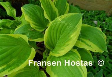 Hosta Delicious