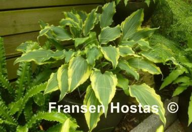 Hosta Deliverance