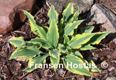 Hosta Deliverance