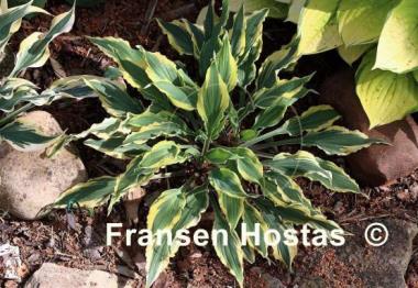 Hosta Deliverance