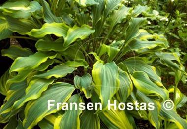 Hosta Deliverance