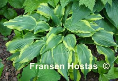 Hosta Deliverance