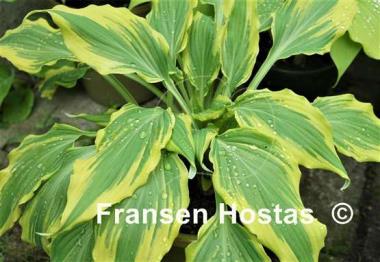 Hosta Deliverance