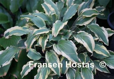 Hosta Deliverance