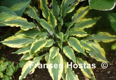 Hosta Deliverance