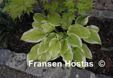 Hosta Delta Dawn