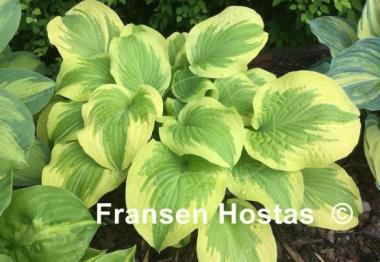 Hosta Delta Dawn