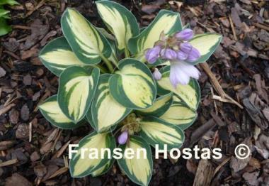 Hosta Desert Mouse