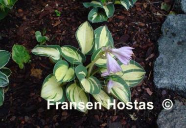 Hosta Desert Mouse