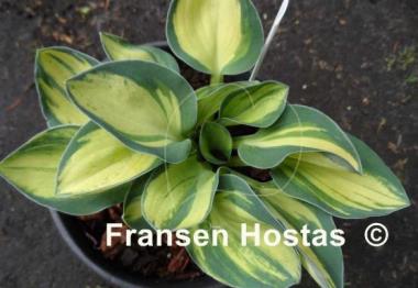 Hosta Desert Mouse