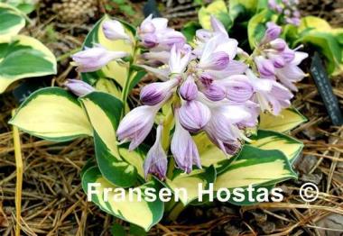 Hosta Desert Mouse
