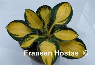 Hosta Desert Mouse