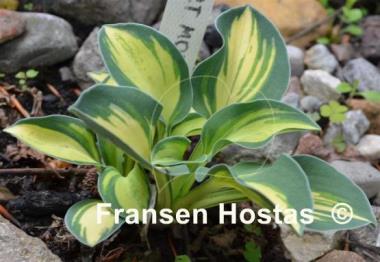 Hosta Desert Mouse