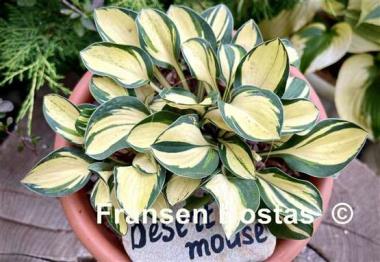 Hosta Desert Mouse