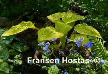 Hosta Designer Genes