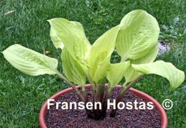 Hosta Designer Genes