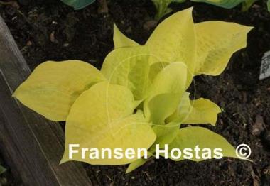 Hosta Designer Genes