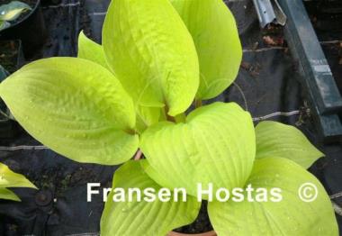 Hosta Designer Genes
