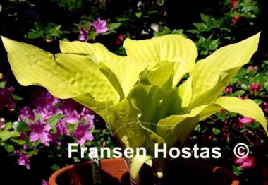 Hosta Designer Genes