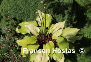 Hosta Designer Genes