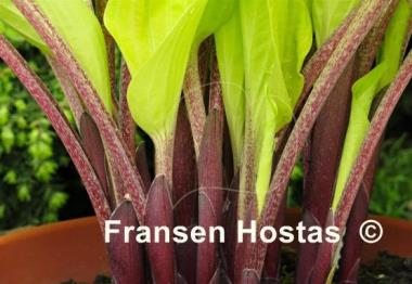 Hosta Designer Genes
