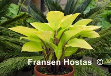 Hosta Designer Genes