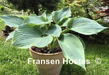 Hosta Devil's Advocate