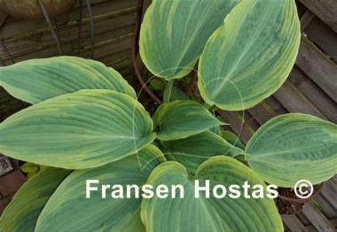 Hosta Devil's Advocate